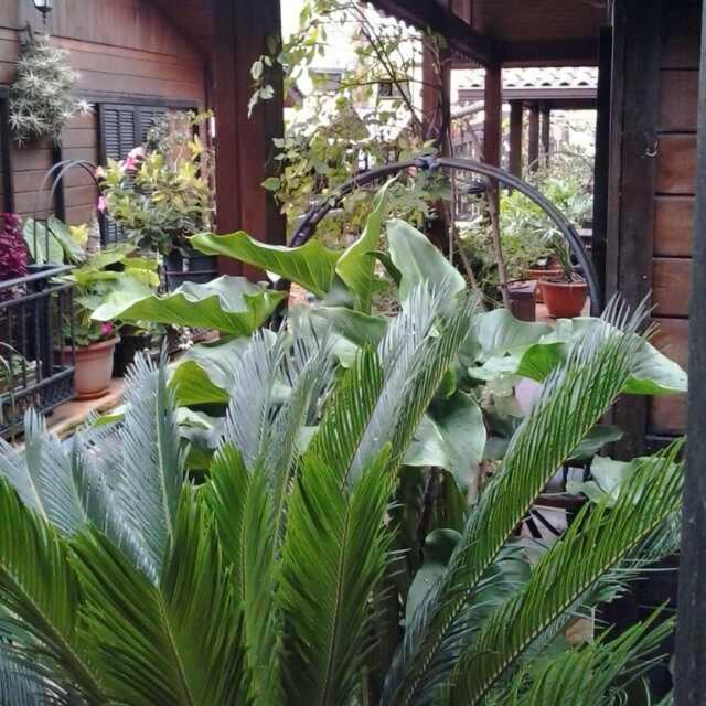 Cabanas Valle Verde Moya  Kültér fotó